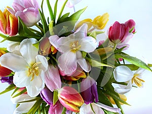 Tulip colorful flowers  festive bouquet floral on white pink blue background , valentines day or women day  on best wishes love qu