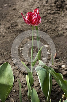 Tulip colors photo