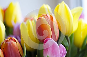 Tulip colour close up