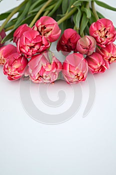 Tulip Columbus Terry Color: red with white edge Bouquet