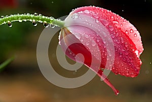 Tulip covered in rain droplets