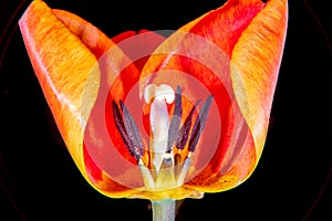 Tulip in cross section