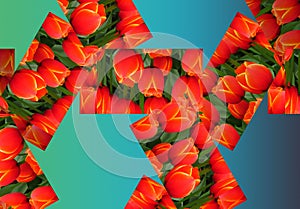 Tulip Darwin Hybrid Ad Rem. Red tulip with yellow edges. 3D collage decorative element with repeated geometric rectangle patterns.