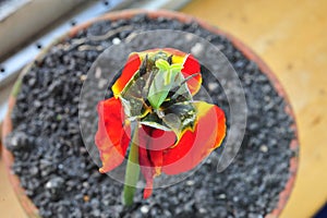 Tulip decorating a pot