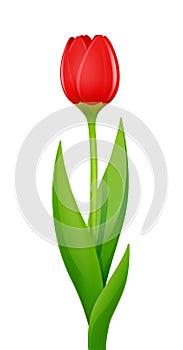 Tulip. Decorative garden flower. Vector illustration.
