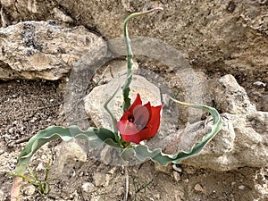 Tulip of the desert (lat. - Tulipa agenensis