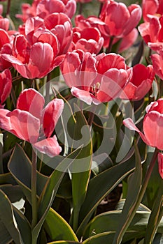 Tulip Design Impression pink flowers in spring