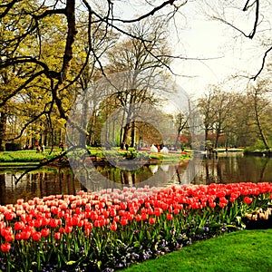 Tulip di Belanda