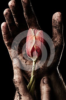 Tulip in dirty male hand
