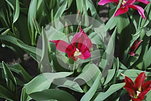 Tulip Dollâ€™s Minuet Viridiflora Group grown in the park.