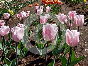 Tulip 'Douglas bader' blooming with single, streaked, pink flowers fading to paler pink inside in the garden in