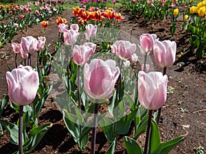 Tulip \'Douglas bader\' blooming with single, streaked, pink flowers fading to paler pink inside in the garden in photo