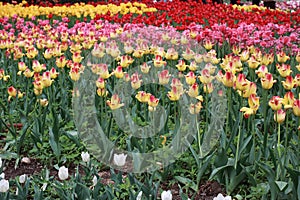 Tulip exhibition