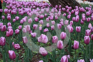 Tulip exhibition