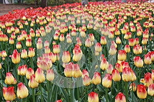 Tulip exhibition