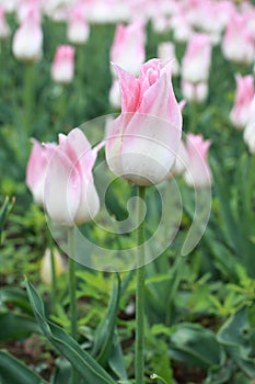 Tulip exhibition