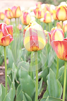 Tulip exhibition