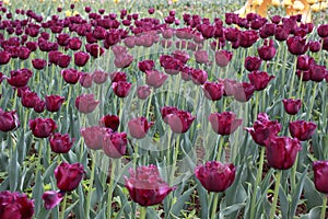 Tulip exhibition