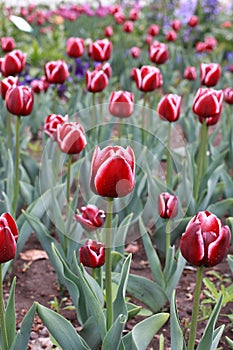 Tulip exhibition