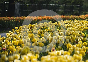 Tulip exhibition in Volcji potok Arboretum