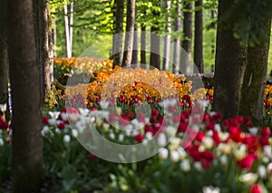 Tulip exhibition in Volcji potok Arboretum