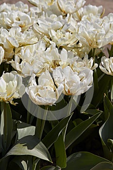 Tulip Exotic Emperor white flowers texture background in spring