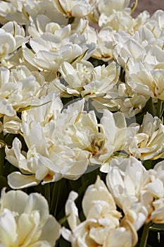 Tulip Exotic Emperor white flowers texture background in spring