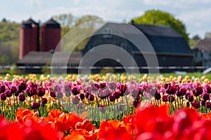 Tulip Farm Landscape