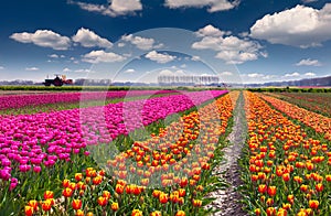 Tulip farm near the Rutten town.