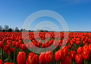 Red Tulip Flowers in Field photo