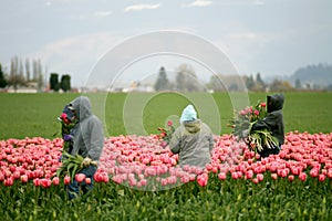 Tulip farm workers