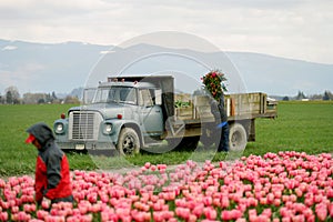 Tulip farm workers