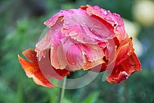 Tulip feathery beaded with large rain closeup.