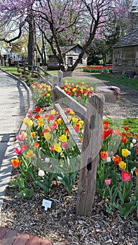 Tulip Fence