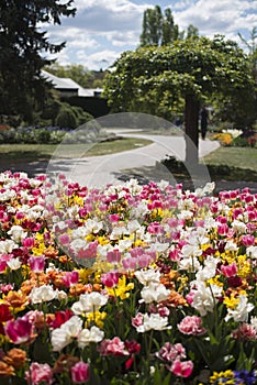 Tulip festival in Australia during blooming season