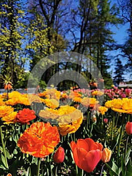 Tulip Festival on Elagin Island in St. Petersburg. A flower garden with yellow-orange large double tulips, similar to Willem van