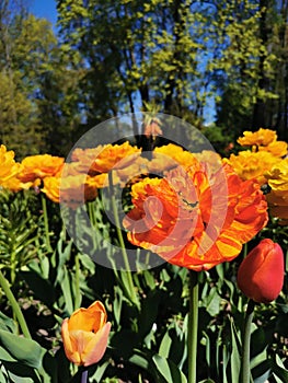 Tulip Festival on Elagin Island in St. Petersburg. A flower garden with yellow-orange large double tulips, similar to Willem van