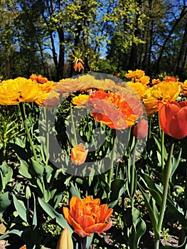 Tulip Festival on Elagin Island in St. Petersburg. A flower garden with yellow-orange large double tulips, similar to Willem van