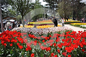 Tulip festival, emirgan park istanbul turkey