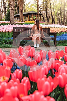Tulip Festival in the garden  Emirgan Park istanbul ,Turkey