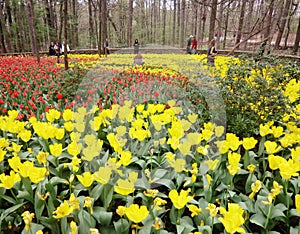 Tulip festival in Garvan Woodland Garden