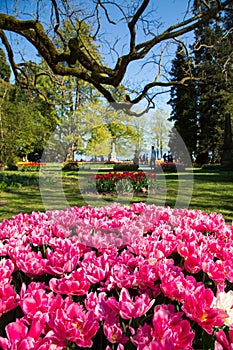 Tulip festival in Morges city park in Switzerland