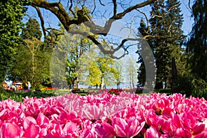 Tulip festival in Morges city park in Switzerland