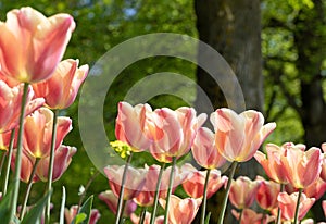 Tulip. Festival. Nature. Garden. Flora. Plant. Orange