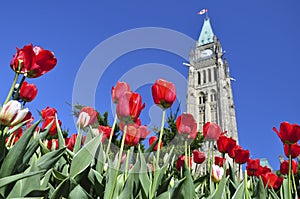 Tulip Festival in Ottawa photo