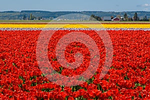 Tulip Festival