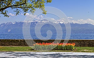 Tulip festival in spring by day, Morges, Switzerland