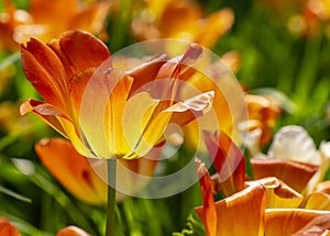 Tulip festival in St. Petersburg on Elagin island