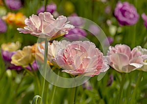 Tulip festival in St. Petersburg on Elagin island