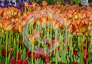 Tulip festival in St. Petersburg on Elagin island